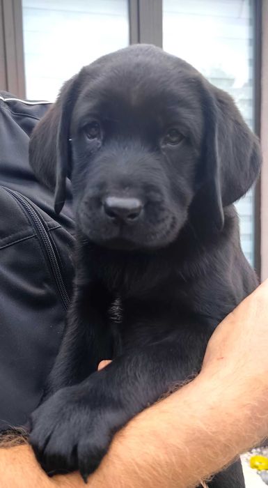 Labrador Retriever - czarna suczka- rodowód ZKwP / FCI
