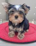 Yorkshire Terrier ZKwP(FCI)