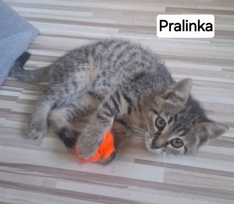 Kocie dzieci 9 tygodniowe do adopcji.