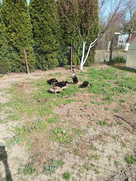 Sprzedam kaczki biegusy  – pięknie się niosą i wysiadują!