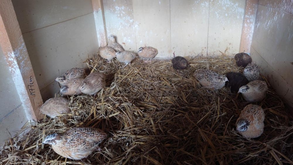 Przepiórki ze zdjeć zmienią woliere