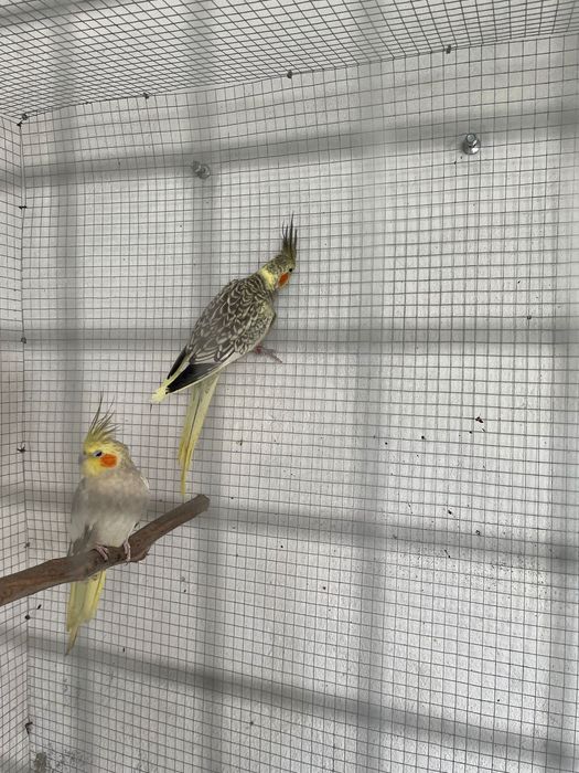 Caturras canela, arlequim e albina