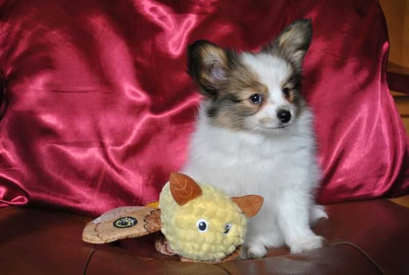 Spaniel miniaturowy Papillon FCI suczka