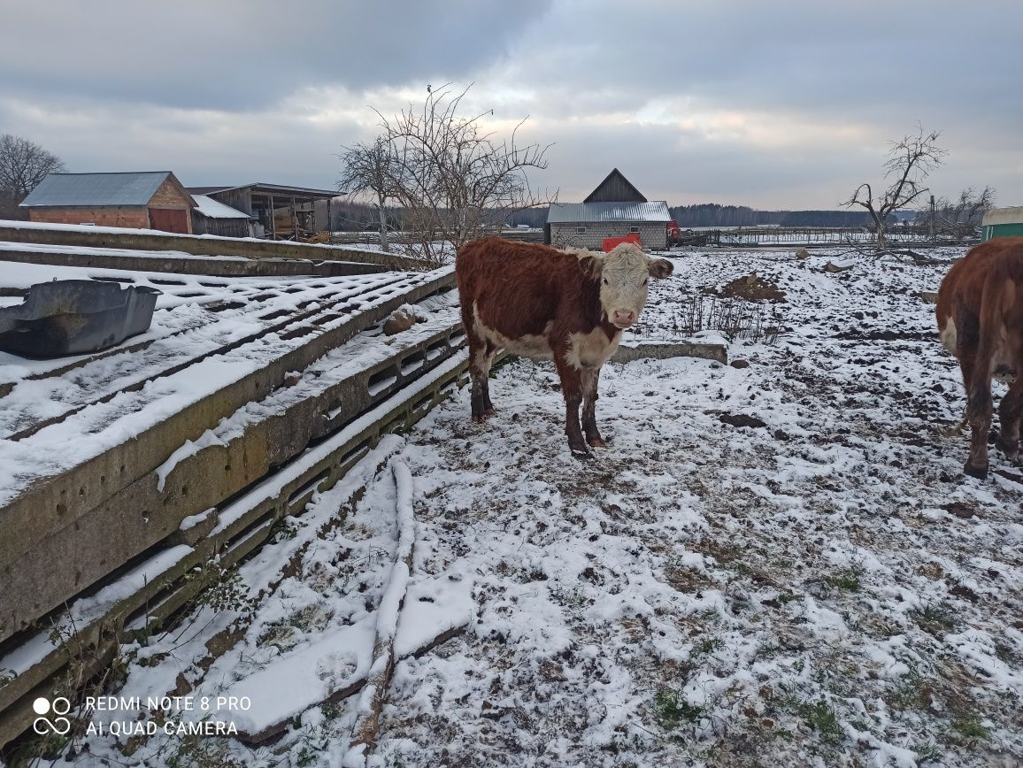 Odsiadki Hereford byczki i jałówki