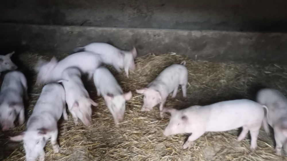 Warchlaki 11 sztuk – sprzedaż tylko w całości