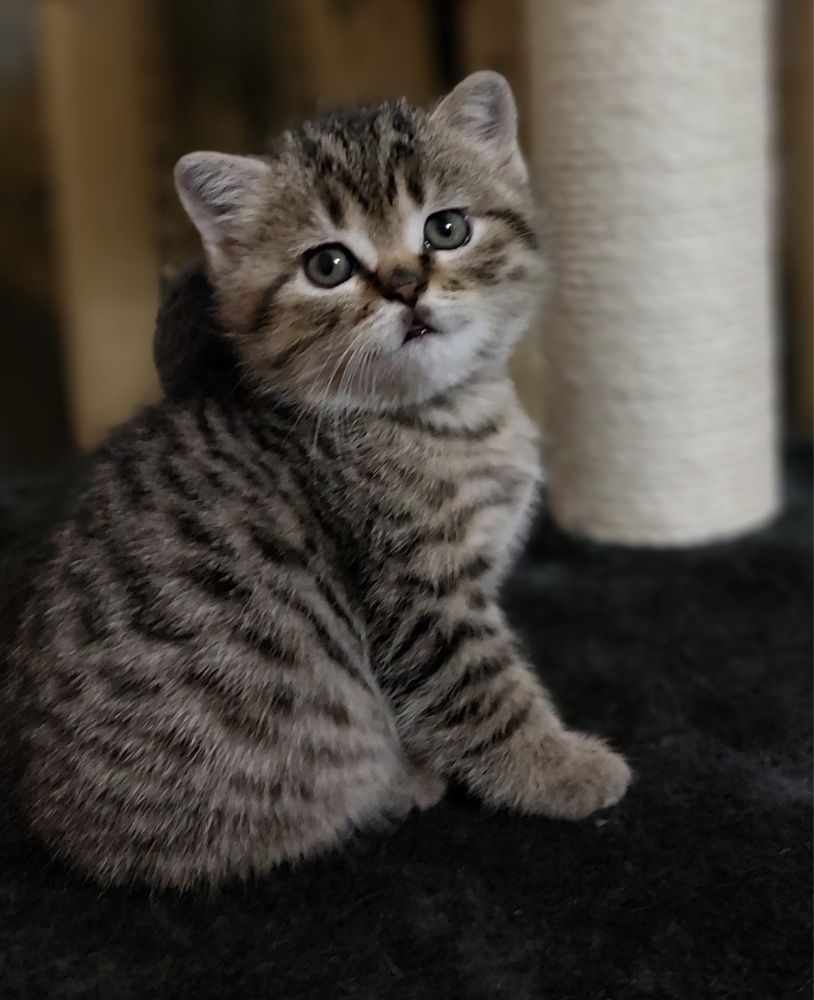 Вязка кота скотиш Фолд