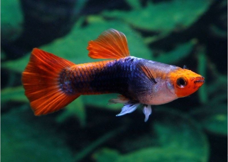 Guppys machos koi  2,50€ cada