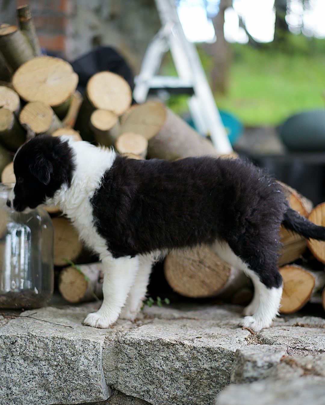 Border Collie dziewczynka