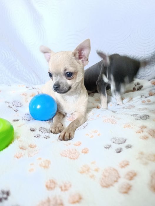 Suczka krótkowłosa chihuahua