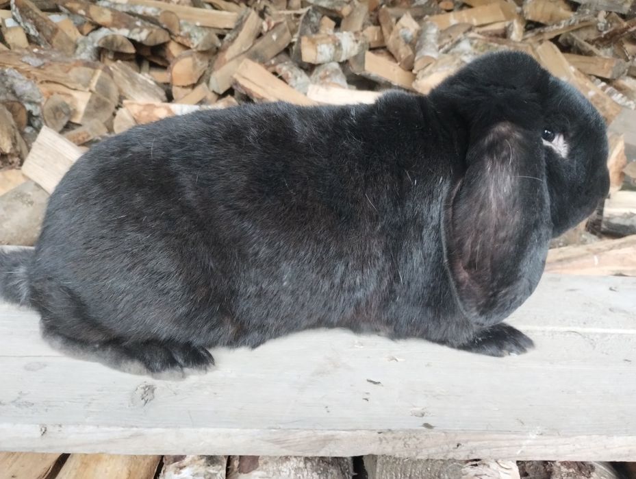 Sprzedam samca barana francuskiego