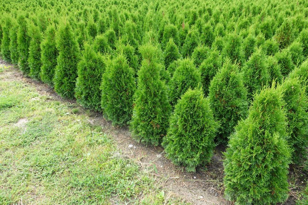 Tuja Szmaragd  zielona na żywopłot 70 cm Okazja! Tanio!