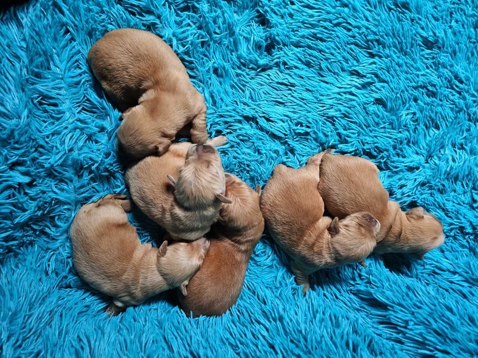 GOLDEN RETRIEVER-po champ., ciemnozłote, amerykańskie linie ZKwP/ FCI
