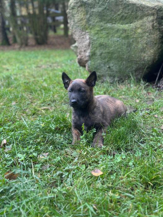 Owczarek belgijski malinois