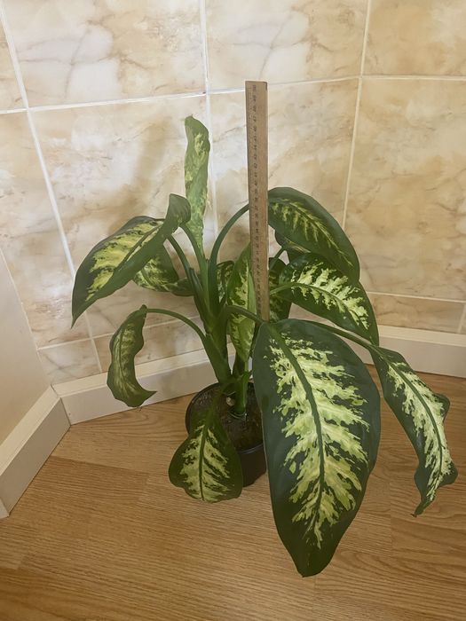 Дифенбахія, дифенбахия