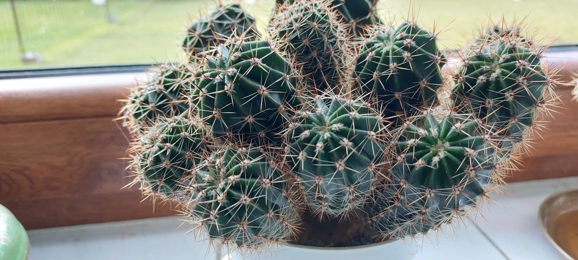 Kaktusy kuliste duże