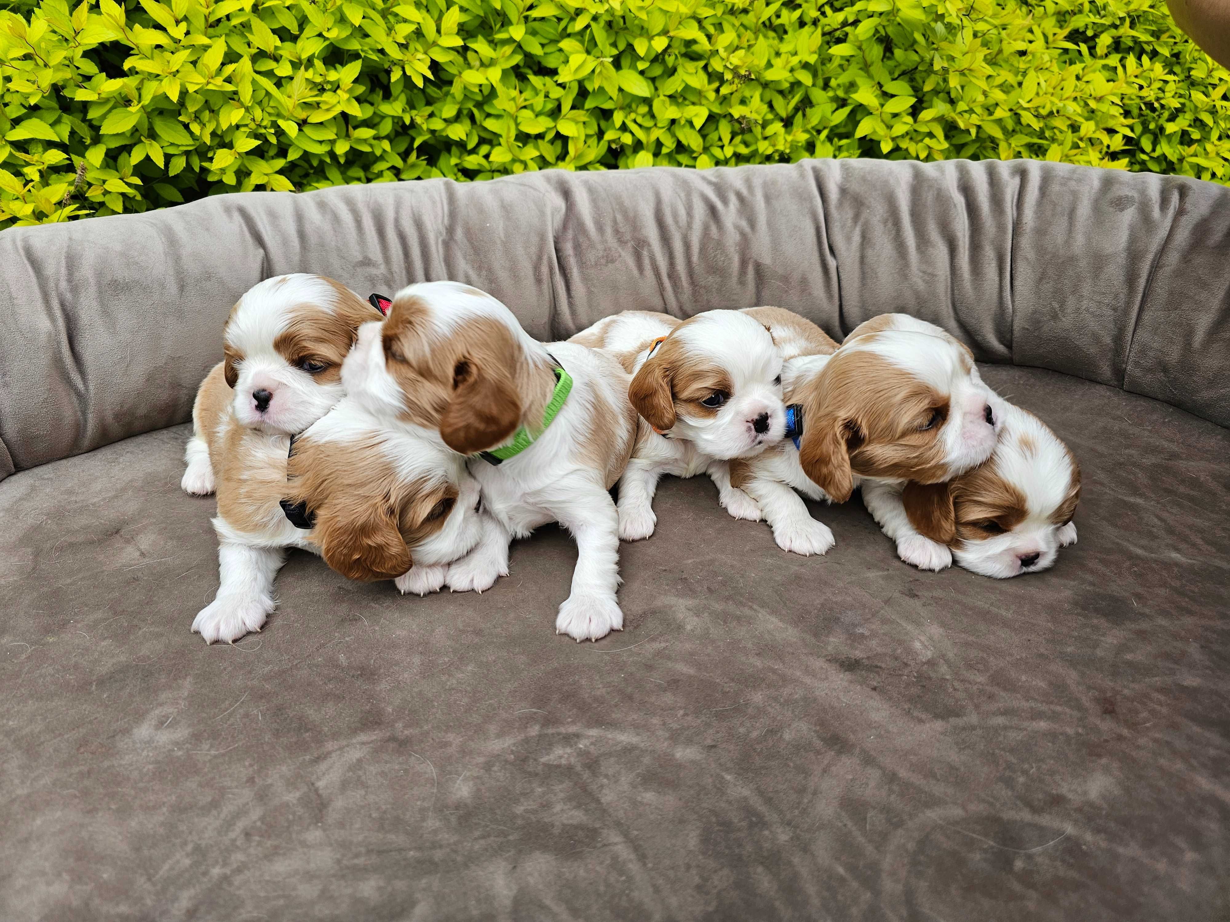 Cavalier King Charles Spaniel