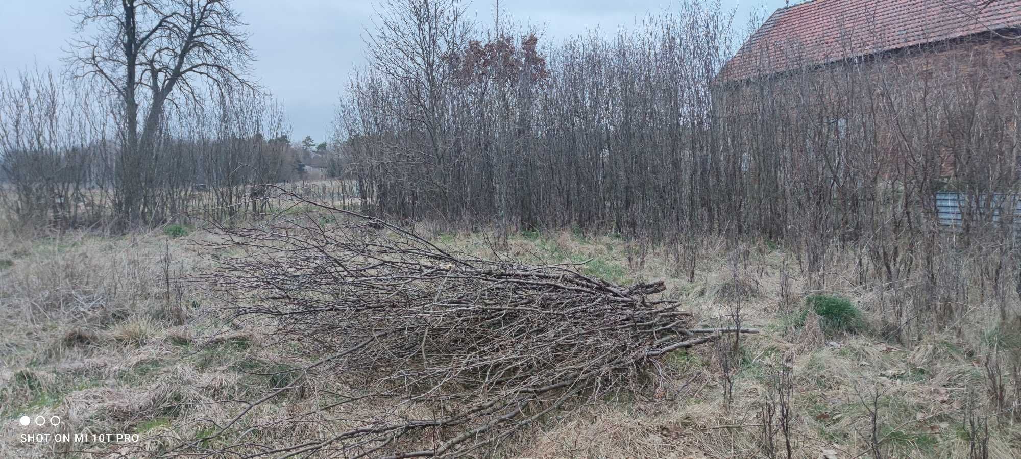 GAŁĘZIE OPAŁ Zrębki Drewno Śliwa Korzeń