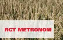 Pszenica ozima RGT METRONOM idealna na mozaiki i opóźnione zasiewy