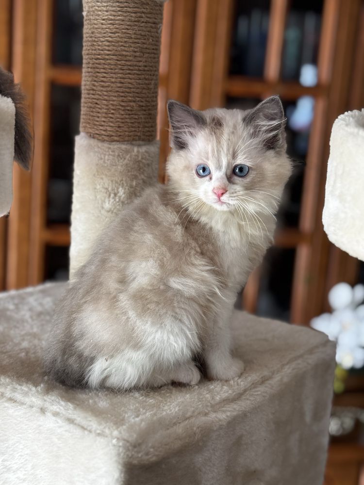 Kotka Ragdoll bicolor