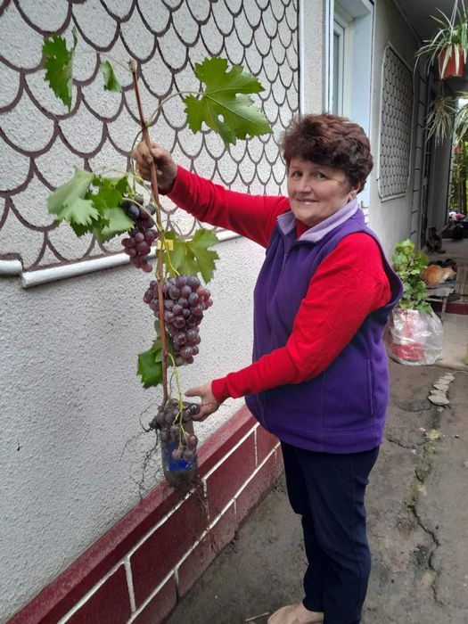 Виноград з гроною 140 грн
