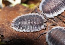 Porcellio werneri, duże równonogi, isopoda