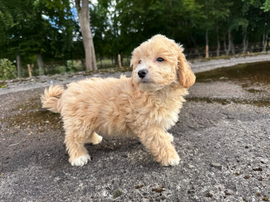 maltipoo szczeniak