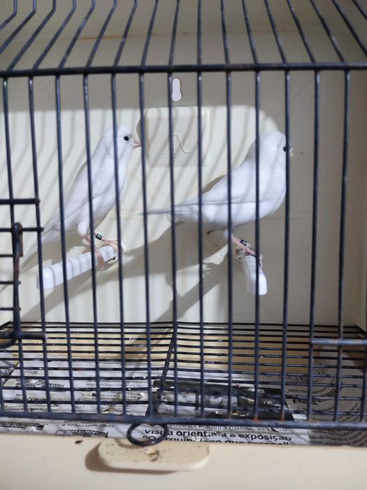 Casal de canários Brancos 2025