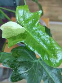 Філодендрон Minarum variegata