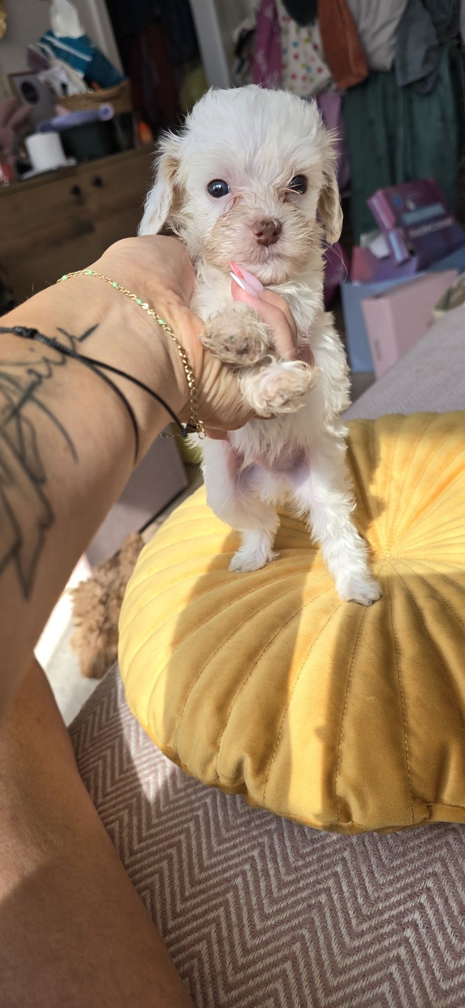 Malutki Maltipoo