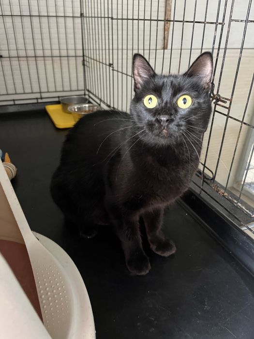 Sasha- Gata Peluda para Adoção!