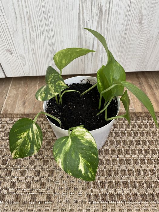 Епіпремнум, Сциндапсус