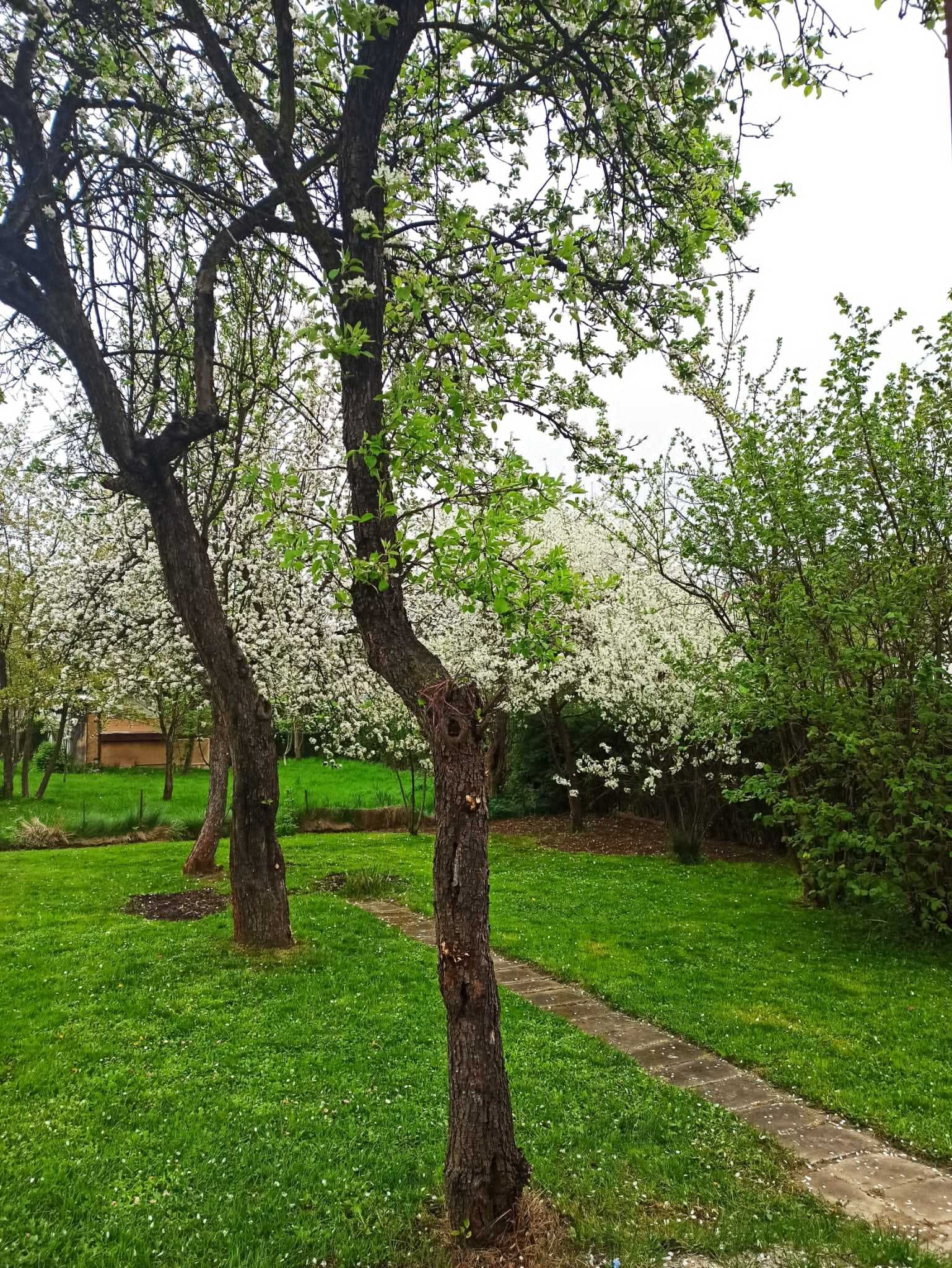 Ogródek działkowy z drewnianym domkiem