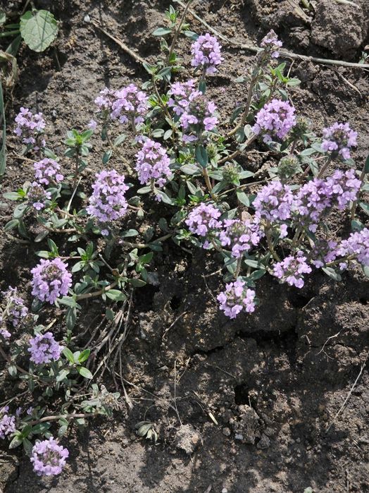 Саджанці морозник чорний, фізостегія, чистець "заячі вушка", чебрець