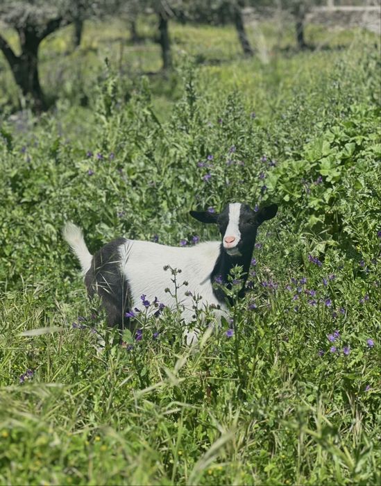 Cabras Anãs (machos/machos castrados/femeas)
