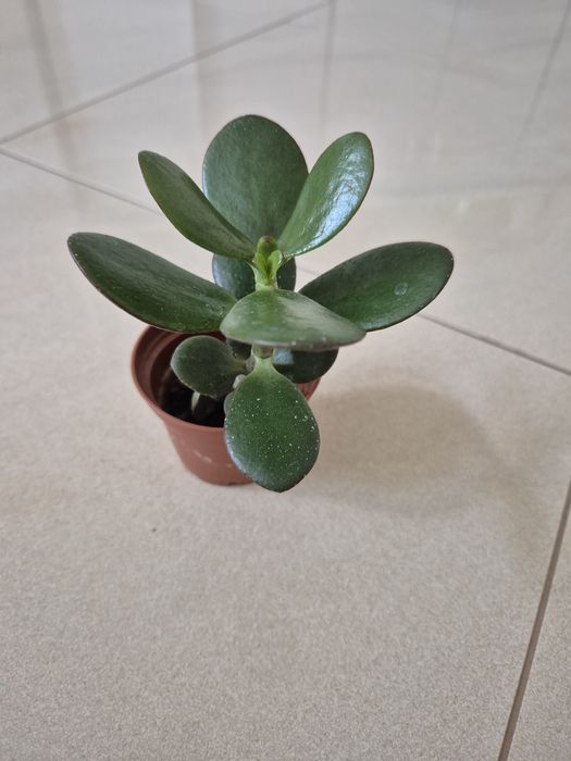 Grubosz drzewko szczęścia