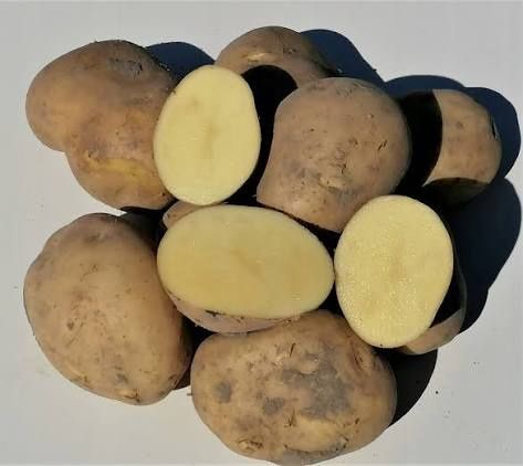 Ziemniaki Denar 1zl/kg wlasna uprawa