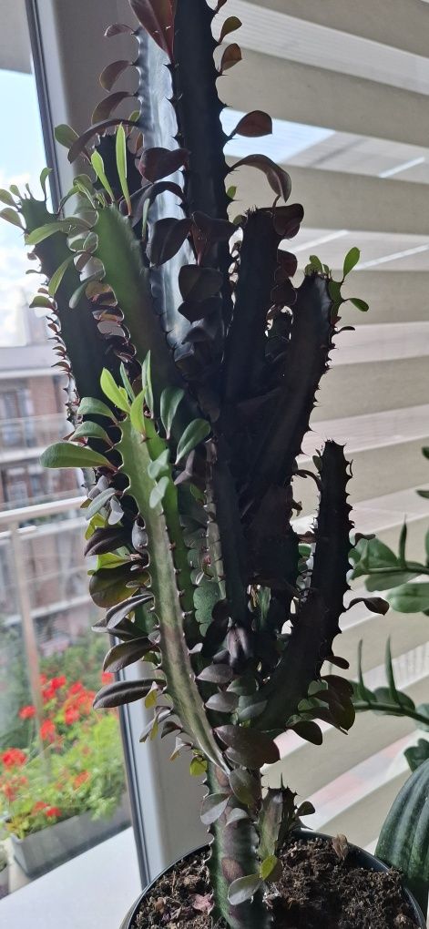 Wilczomlecz wysokość 86 cm