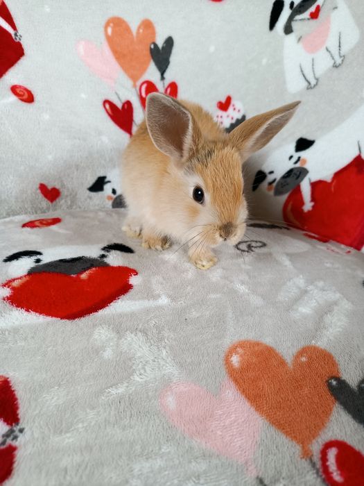 Królik miniaturka