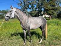 Poldro Lusitano de 3 anos