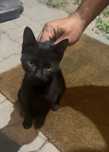 Gato bebe para adocao