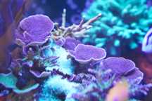Montipora koralowiec