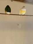 Diamantes de Gould