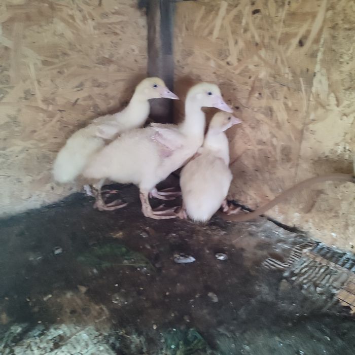 Каченята місячні