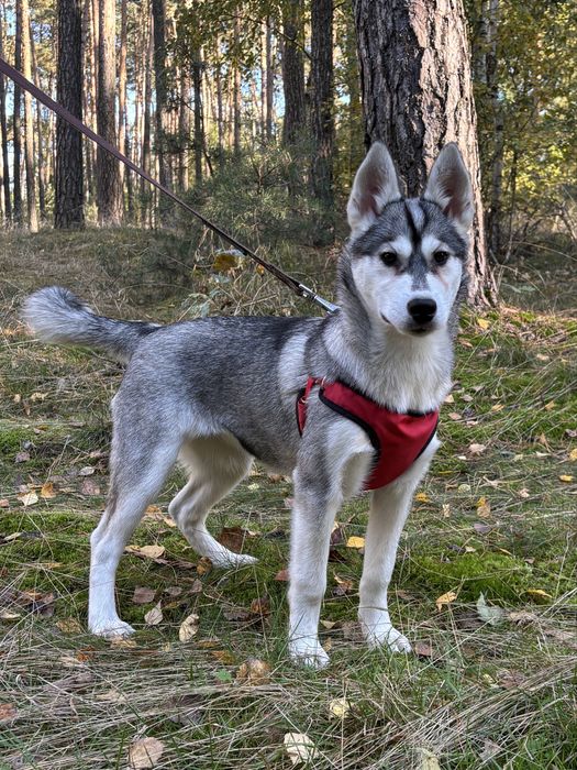 Husky – urocze szczenię z rodowodem, gotowe do odbioru