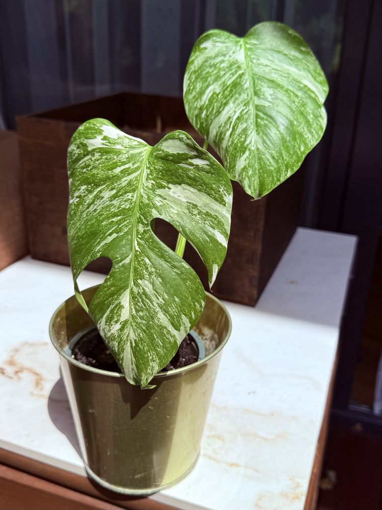 Monstera variegata big form ukorzeniona