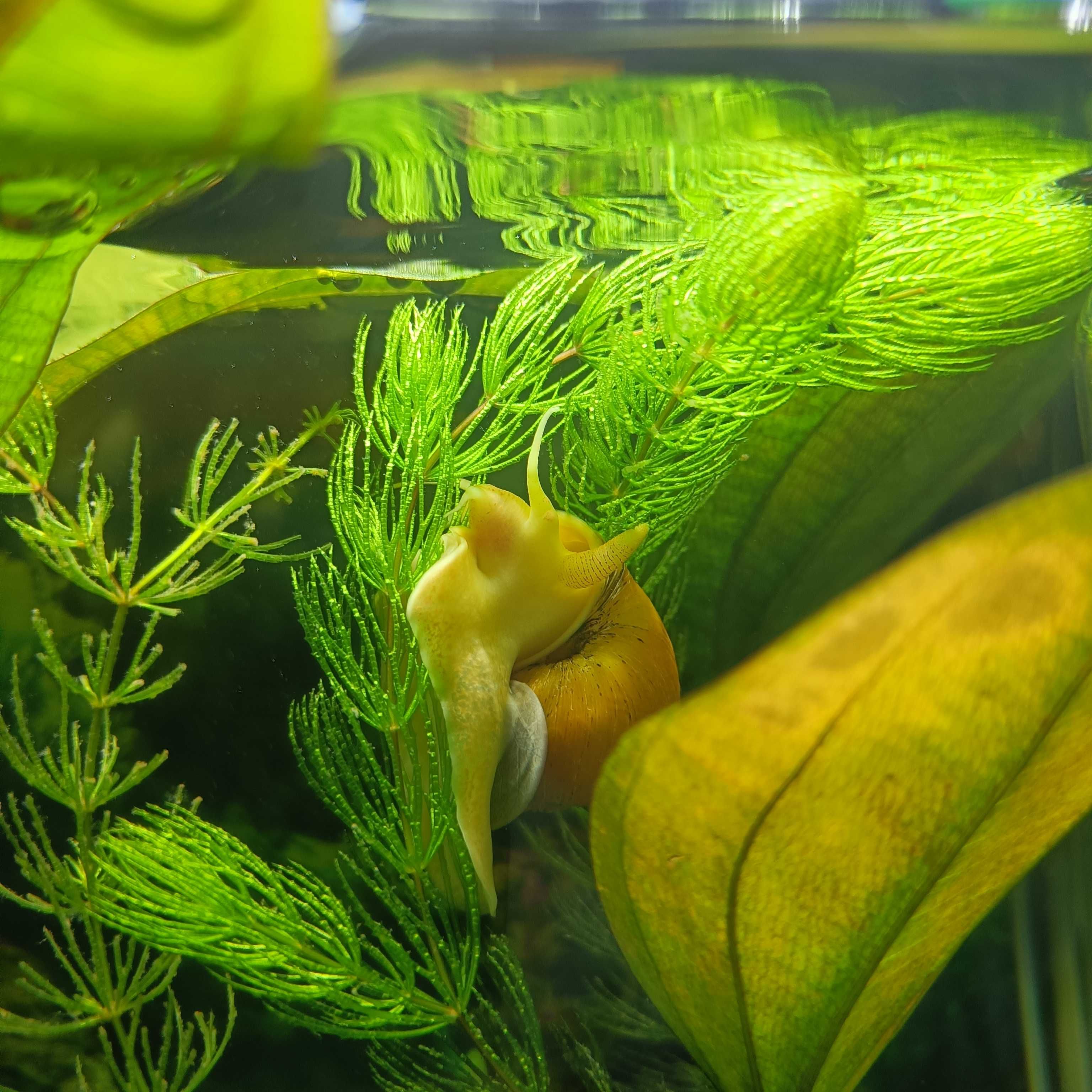 Ślimaki akwariowe Ampularie żółte