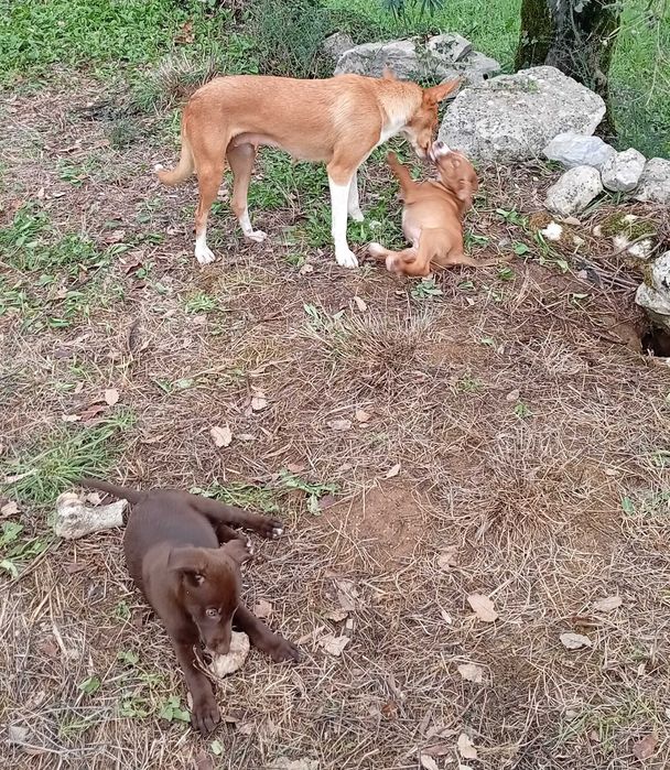 Cachorros para Adoção