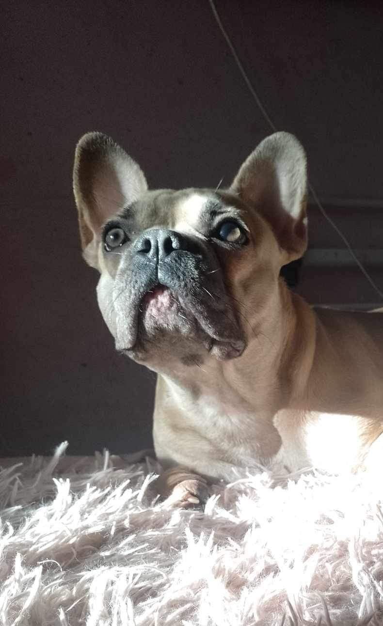 Buldog francuski suczka