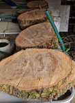 Plaster BRZOZY debu plastry Łódź BRZOZA stolik dąb OLSZYNA
