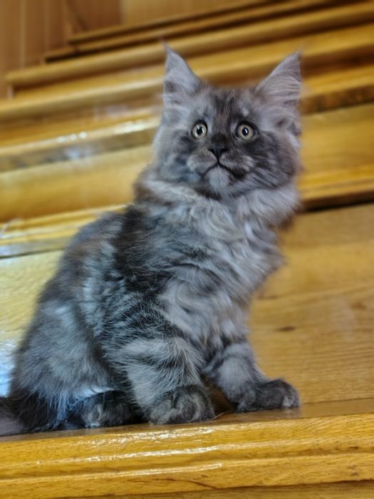 Мейнкун -Красуні